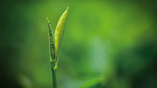 這片樹(shù)葉，改變了世界！