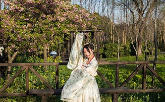 徜徉櫻花花海，來場動漫之旅