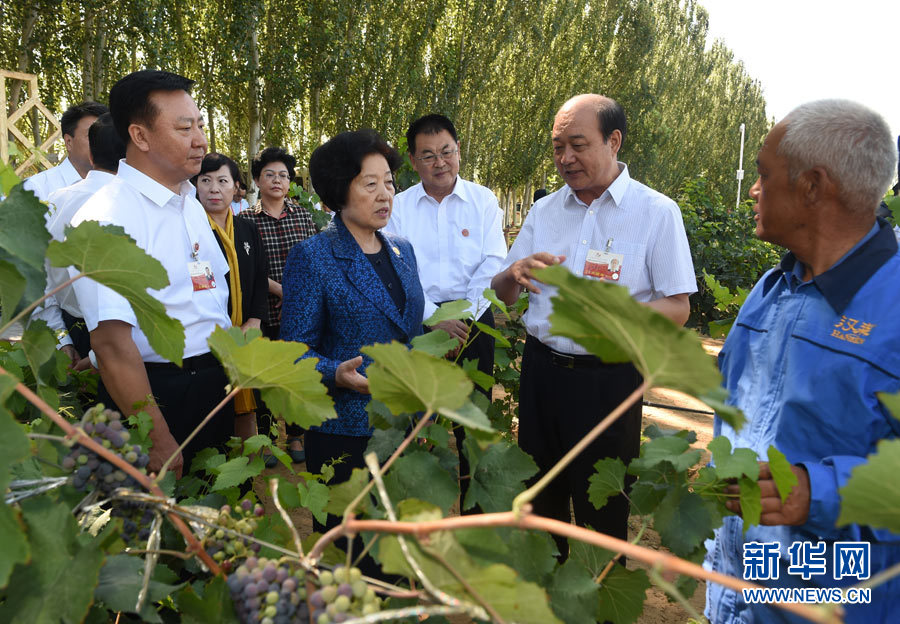 8月9日，中共中央政治局委員、中央統(tǒng)戰(zhàn)部部長、中央代表團(tuán)副團(tuán)長孫春蘭率中央代表團(tuán)三分團(tuán)，先后赴內(nèi)蒙古自治區(qū)烏海市、阿拉善盟看望各族干部群眾。這是孫春蘭在烏海市漢森酒業(yè)集團(tuán)的葡萄種植園了解葡萄種植情況。新華社記者 任軍川 攝