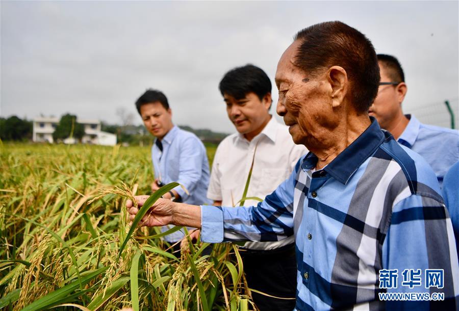 （新華視點(diǎn)·圖文互動(dòng)）（2）國(guó)家科技獎(jiǎng)3項(xiàng)授予“水稻科學(xué)家”，預(yù)示百姓飯碗將發(fā)生哪些革命？