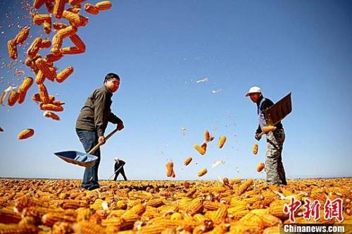 資料圖。農(nóng)民揮動(dòng)鐵锨晾曬玉米，使得滿地盡帶“黃金甲”，成為一道靚麗的風(fēng)景線。趙琳 攝