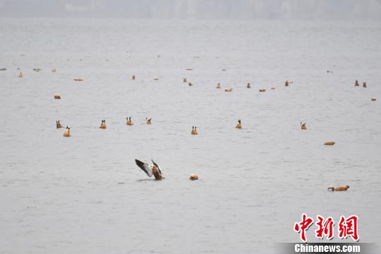 圖為在納帕海濕地棲息的候鳥?！⑷疥?攝