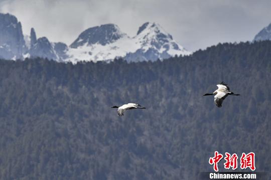 圖為在納帕海濕地上空飛翔的黑頸鶴?！⑷疥?攝
