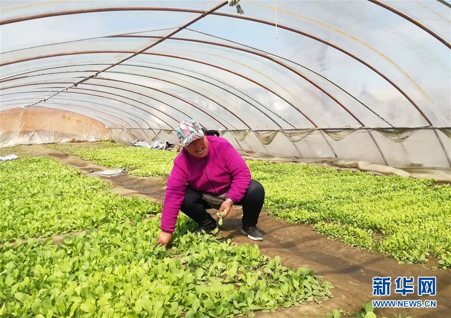 （在習近平新時代中國特色社會主義思想指引下——新時代新作為新篇章·圖文互動）（3）“黑三星村”緣何變成示范村？——東北一小村莊的脫貧振興路 