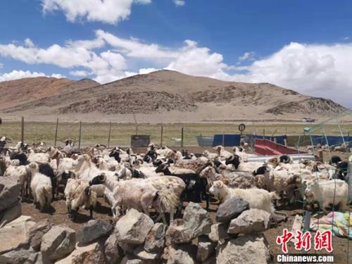 圖為羊群正從羊圈里出來。 謝藝觀 攝