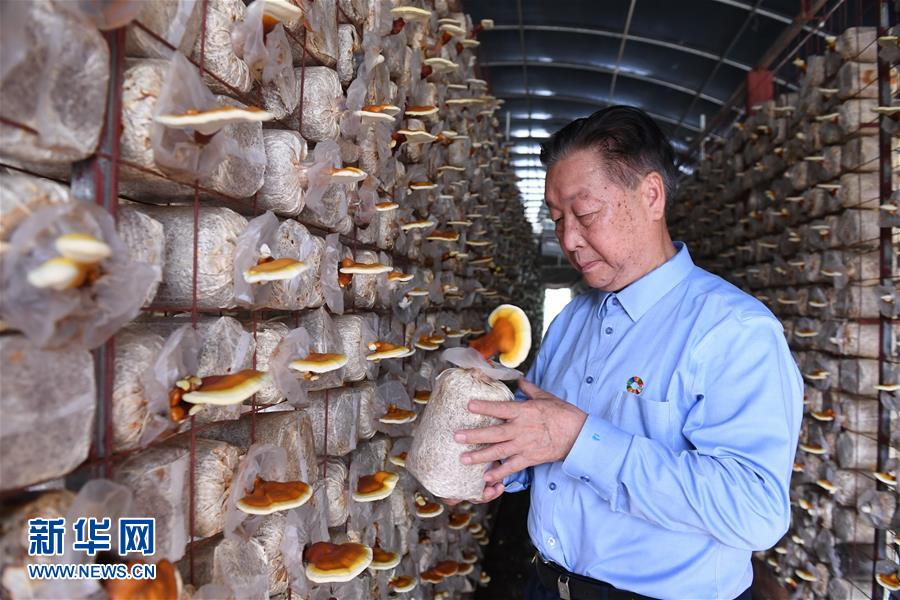 （不忘初心、牢記使命·圖文互動）（1）拳拳寸草心 濃濃報國情——記“菌草之父”林占熺