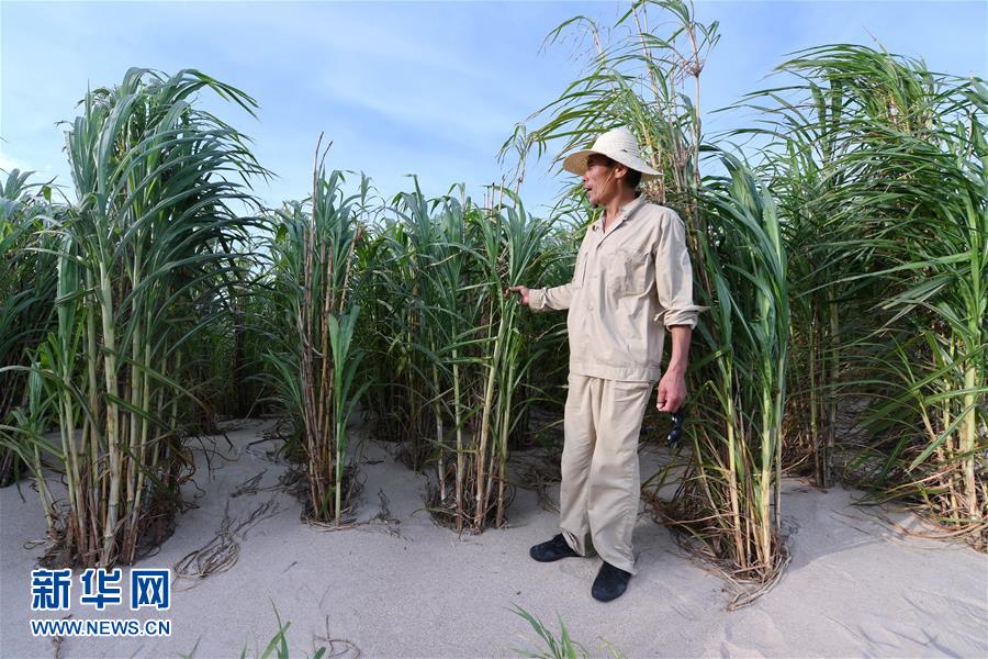（不忘初心、牢記使命·圖文互動）（3）拳拳寸草心 濃濃報國情——記“菌草之父”林占熺