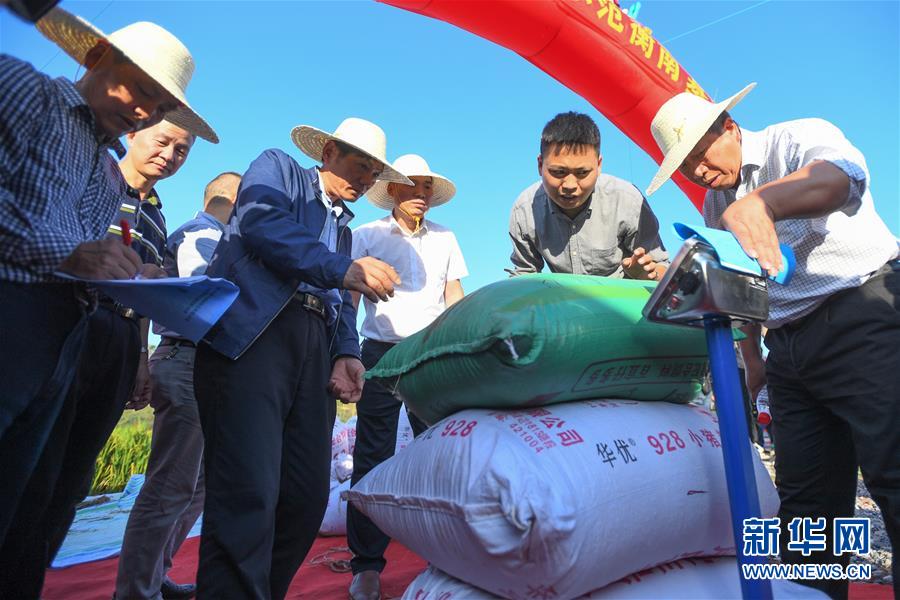 （圖文互動）（2）1046.3公斤！袁隆平第三代雜交水稻首次公開測產(chǎn)