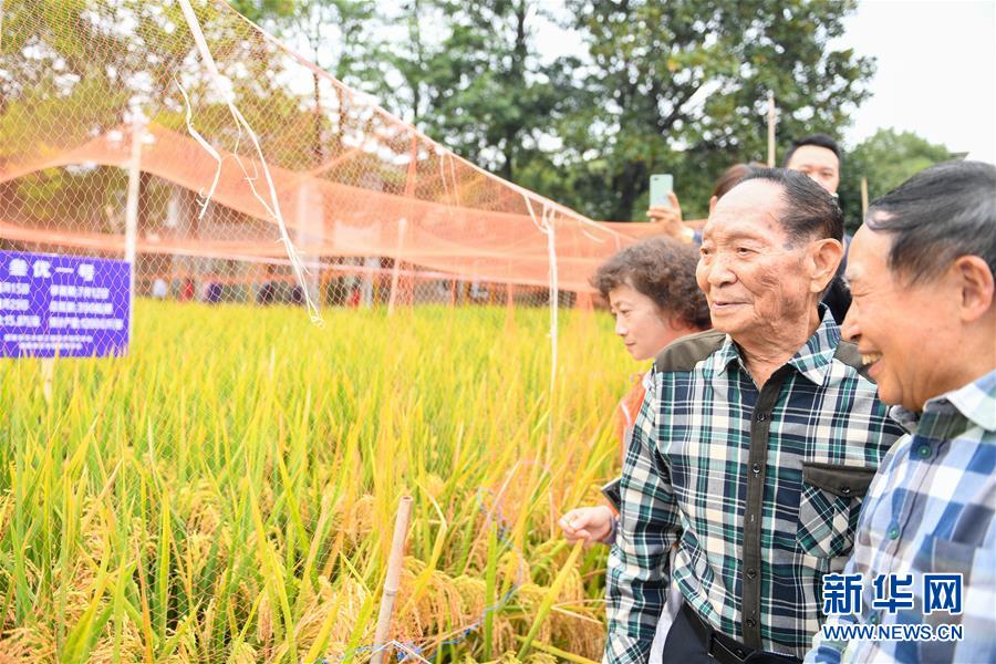 （圖文互動）（4）1046.3公斤！袁隆平第三代雜交水稻首次公開測產(chǎn)
