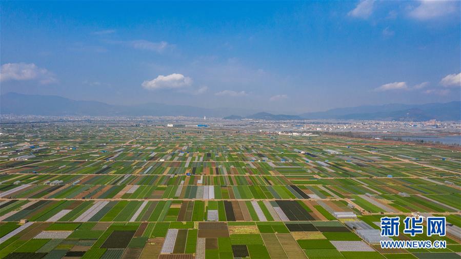 （抓好春耕備耕 穩(wěn)住農(nóng)業(yè)生產(chǎn)·圖文互動(dòng)）（5）“栽種的是菜苗，收獲的是希望”——云南蔬菜集散地通?？h春耕見(jiàn)聞 