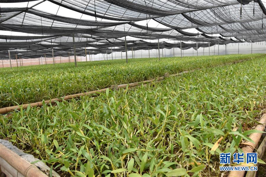 （決戰(zhàn)決勝脫貧攻堅·圖文互動）（1）這個脫貧縣的石頭為何比土金貴？