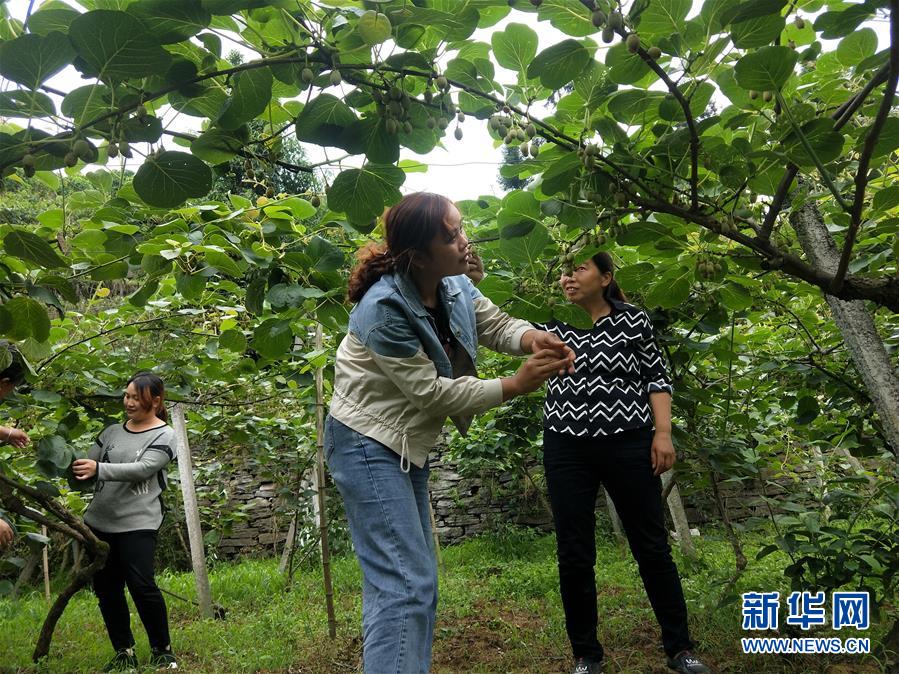 （新華全媒頭條·圖文互動）（10）初夏，循著總書記的腳步探訪產(chǎn)業(yè)扶貧新事