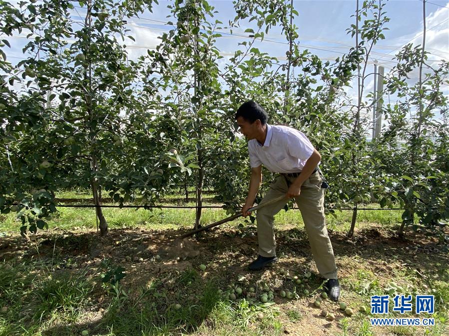 （決戰(zhàn)決勝脫貧攻堅·圖文互動）（1）高原紅了，日子好了——貴州海拔最高縣發(fā)展蘋果產(chǎn)業(yè)見聞