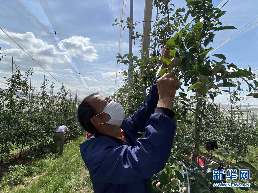 （決戰(zhàn)決勝脫貧攻堅·圖文互動）（2）高原紅了，日子好了——貴州海拔最高縣發(fā)展蘋果產(chǎn)業(yè)見聞