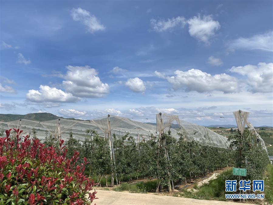 （決戰(zhàn)決勝脫貧攻堅·圖文互動）（3）高原紅了，日子好了——貴州海拔最高縣發(fā)展蘋果產(chǎn)業(yè)見聞