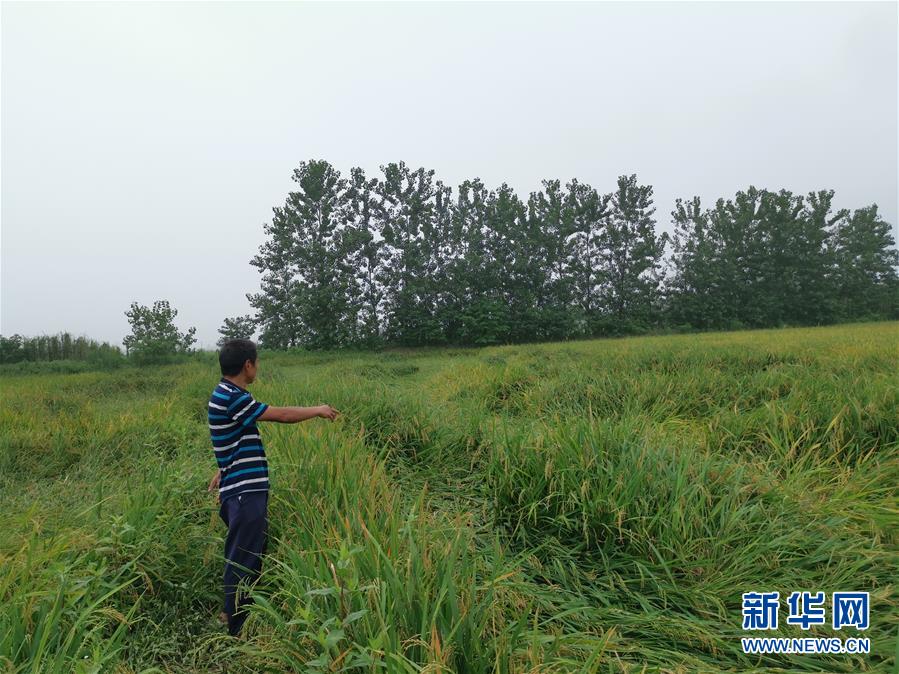 （新華視點(diǎn)·聚焦餐桌外的浪費(fèi)·圖文互動(dòng)）（2）顆粒歸倉為何難實(shí)現(xiàn)？我國糧食收割環(huán)節(jié)損失驚人