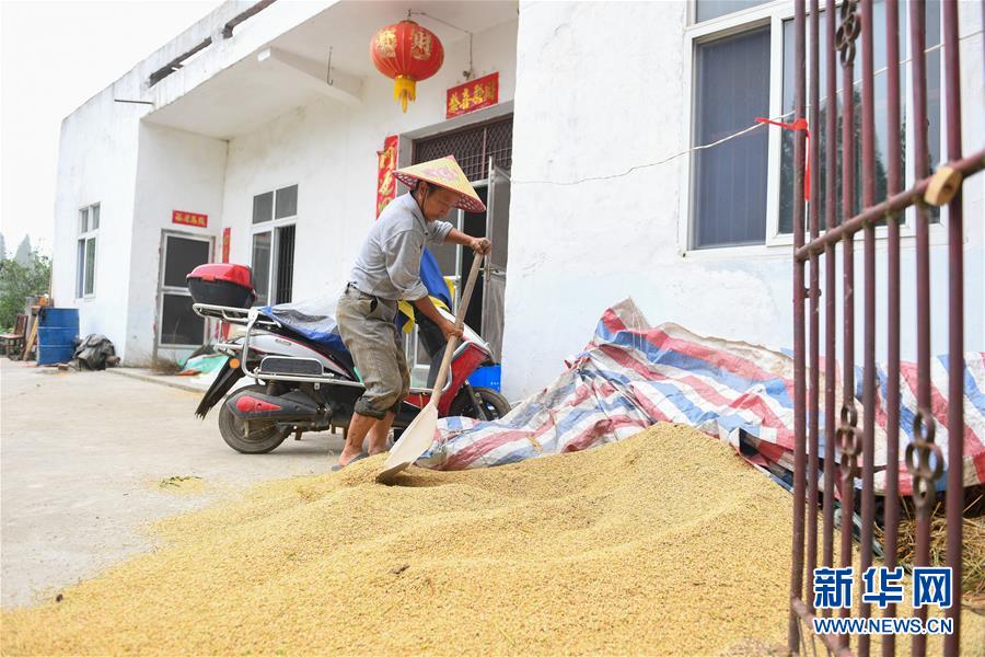 （新華視點·聚焦餐桌外的浪費·圖文互動）（2）農(nóng)戶儲糧損失達(dá)8%！設(shè)施普遍簡陋，蟲害霉變堪憂