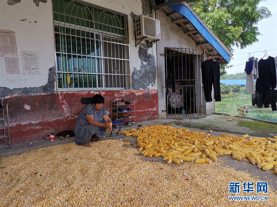 （新華視點·聚焦餐桌外的浪費·圖文互動）（3）農(nóng)戶儲糧損失達(dá)8%！設(shè)施普遍簡陋，蟲害霉變堪憂