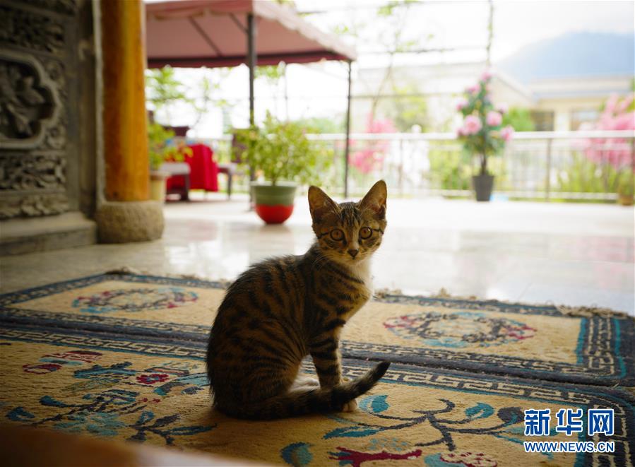 （走向我們的小康生活·決戰(zhàn)決勝脫貧攻堅·圖文互動）（3）甘青交界處的跨越——保安族、撒拉族的脫貧故事