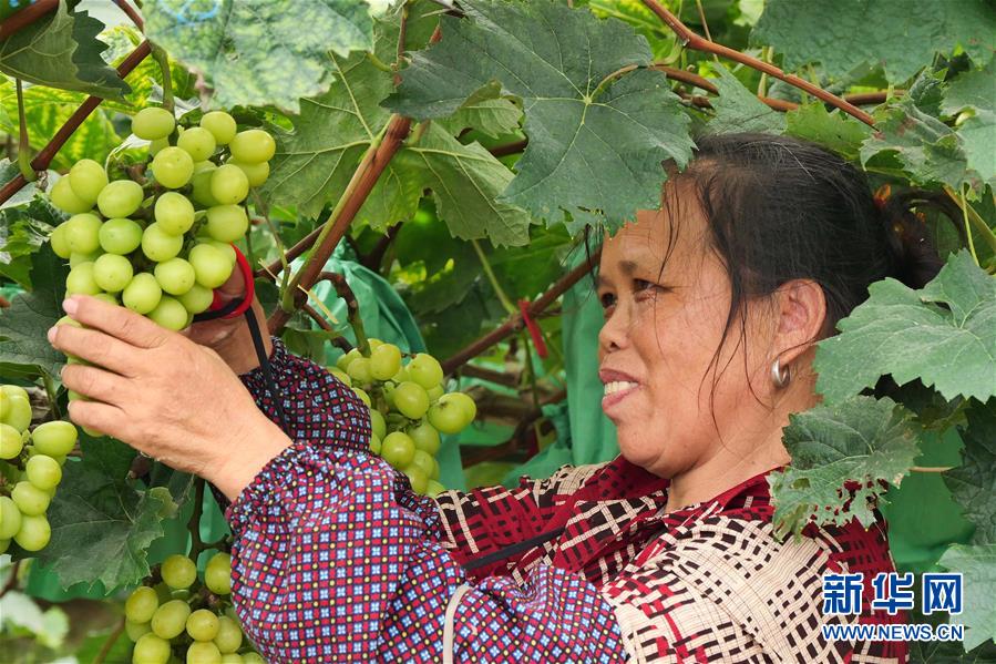 （決戰(zhàn)決勝脫貧攻堅·圖文互動）（2）同飲一江水 攜手“斬窮根”——深圳對口廣西河池、百色扶貧協(xié)作見聞