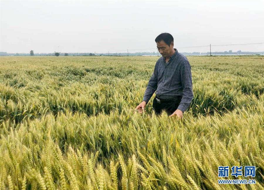 （在習(xí)近平新時代中國特色社會主義思想指引下——新時代新作為新篇章·習(xí)近平總書記關(guān)切事·圖文互動）（1）新農(nóng)事、新希望——夏收前田間新動態(tài)掃描