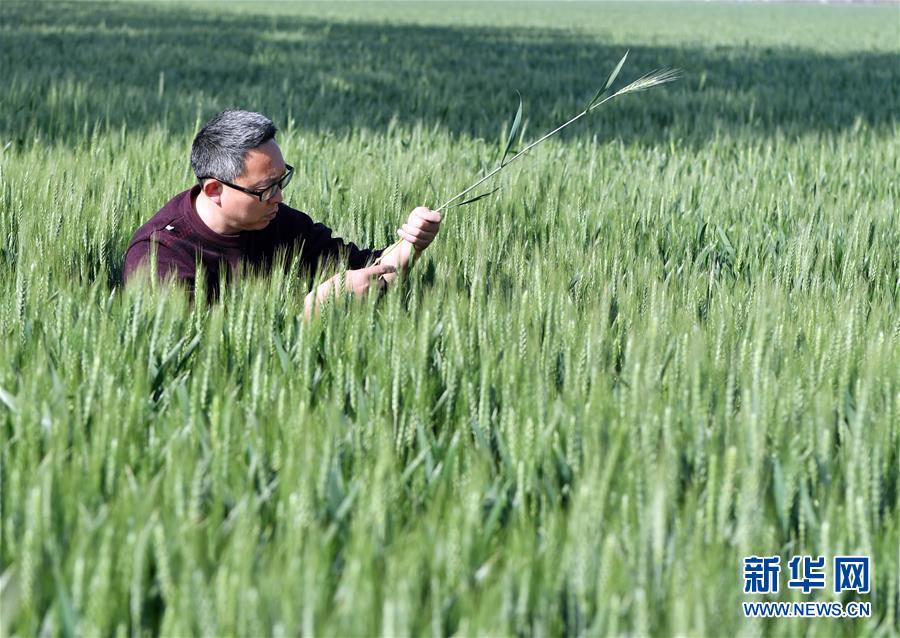 （在習(xí)近平新時代中國特色社會主義思想指引下——新時代新作為新篇章·習(xí)近平總書記關(guān)切事·圖文互動）（5）新農(nóng)事、新希望——夏收前田間新動態(tài)掃描