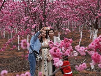 櫻花漫山，一份14年的等待