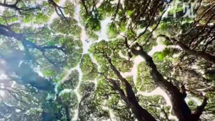 樹木為何會相互“禮讓”？