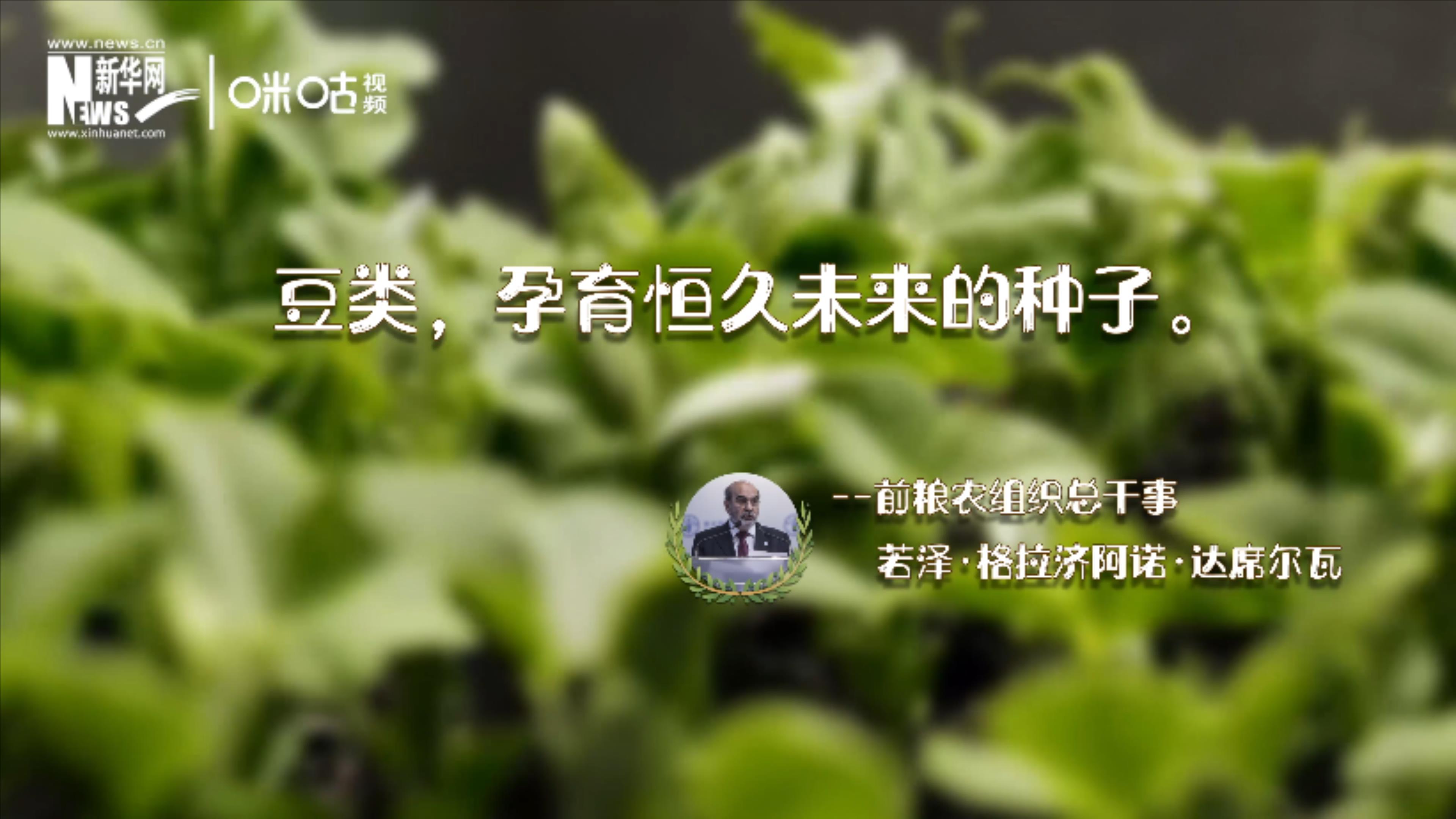 豆類，孕育恒久未來的種子
