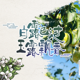 白露已過，玉露飄香