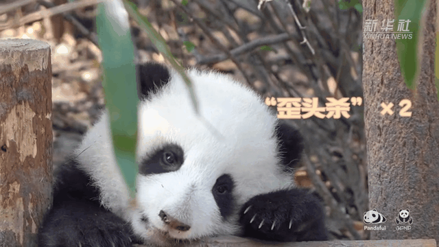 請(qǐng)注意，前方有滾滾發(fā)起近距離“歪頭殺”