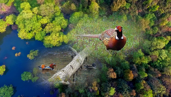 世界地球日丨神奇珍稀動(dòng)物在哪里？車八嶺國(guó)家級(jí)自然保護(hù)區(qū)走一波