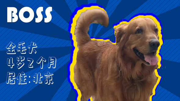 有效拴繩&科學(xué)遛狗——如何文明養(yǎng)犬？“撿屎官”們快看過(guò)來(lái)！