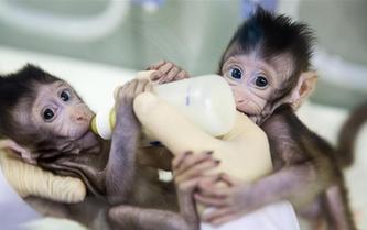 重大突破！兩只克隆猴在中國誕生